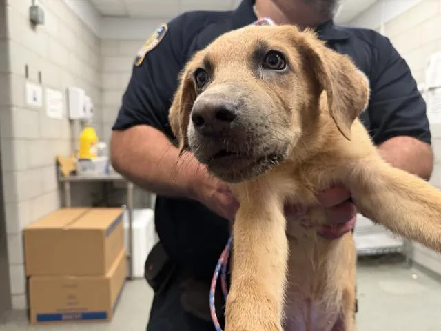A baby extra large-sized male Mixed Breed dog named Davie for adoption in Dallas, TX