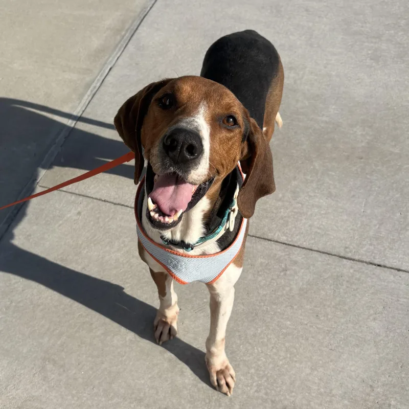 An adult medium-sized male Tricolor (Brown, Black, & White) American Foxhound dog named Alfred for adoption in Columbia, SC