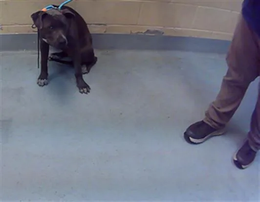 A baby small-sized female Pit Bull Terrier dog named Lala for adoption in Tulsa, OK