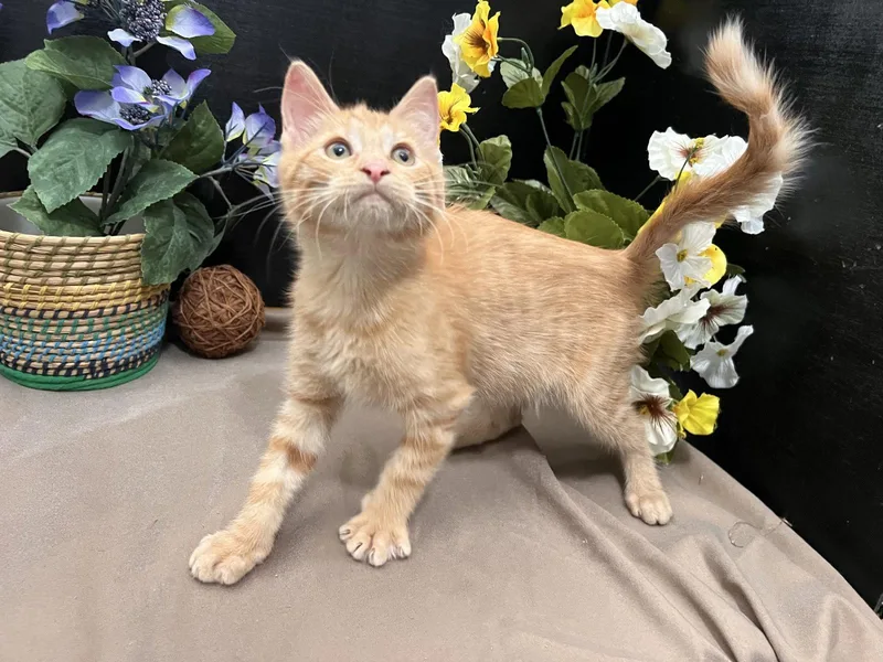 A baby small-sized male Tabby (Orange / Red) Tabby cat named Cattley for adoption in Fayetteville, GA