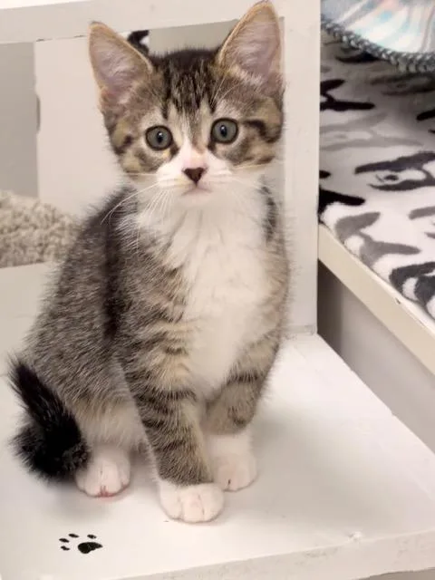 Nimbus