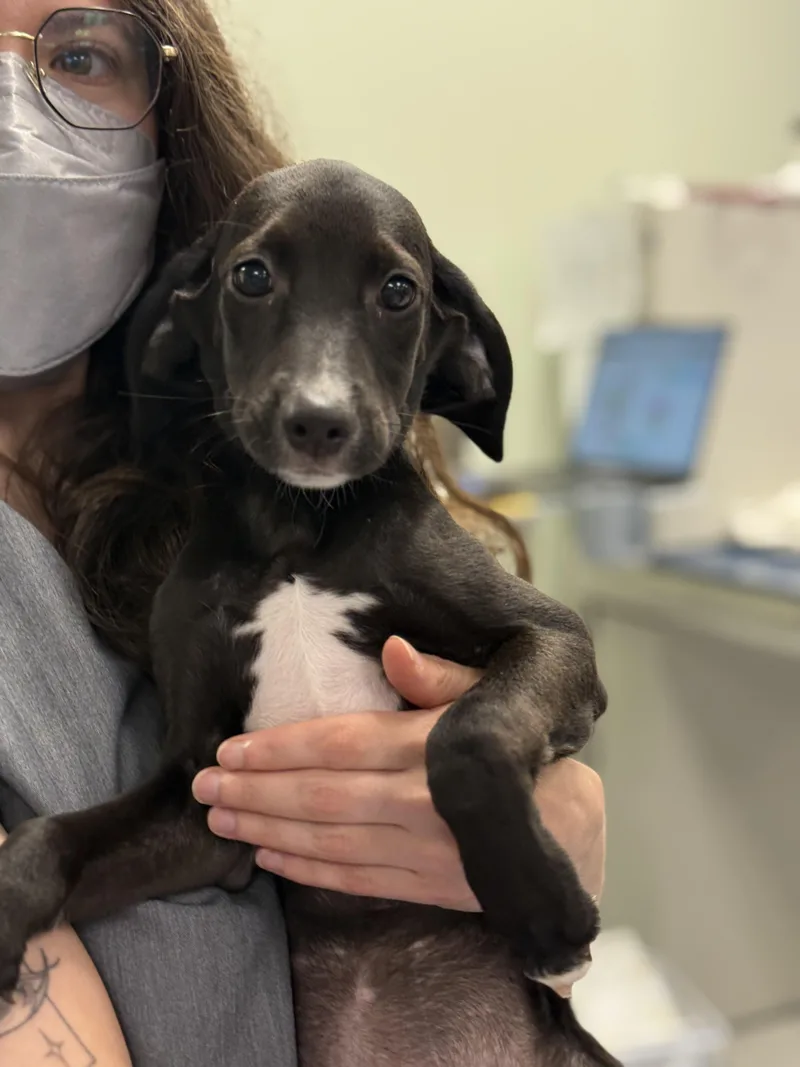 A baby medium-sized female Beagle dog named Sky for adoption in Milford, CT