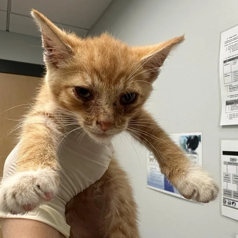 A baby small-sized male Domestic Short Hair cat named Sunshine for adoption in Jacksonville, FL