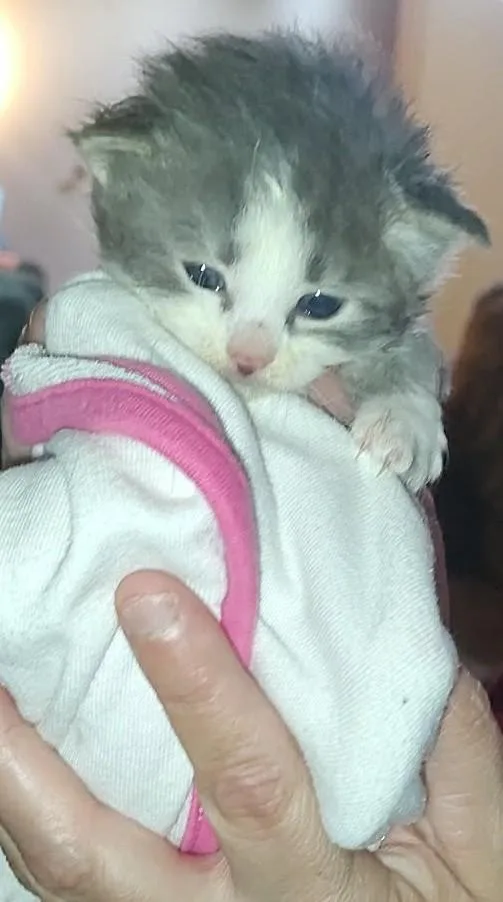 A baby medium-sized male Gray & White Domestic Short Hair cat named Gw for adoption in Fair Oaks, IN