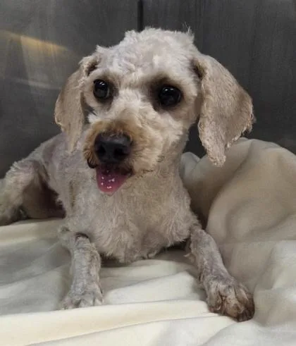 An adult small-sized female Poodle dog named Georgia for adoption in Kinzers , PA