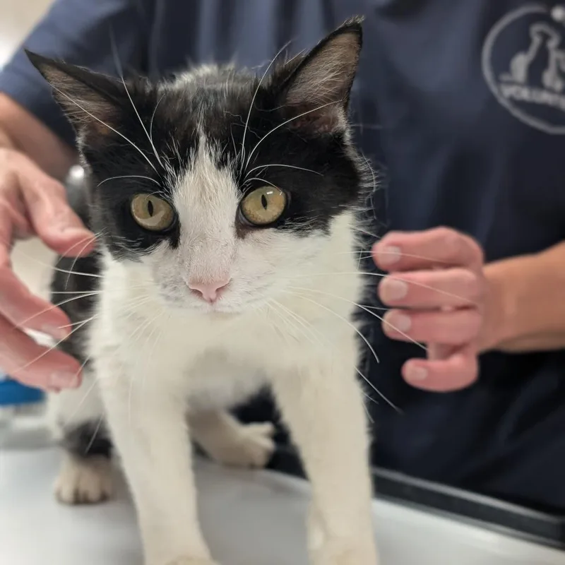An adult medium-sized female Black Domestic Short Hair cat named Myrtle for adoption in Canton, IL