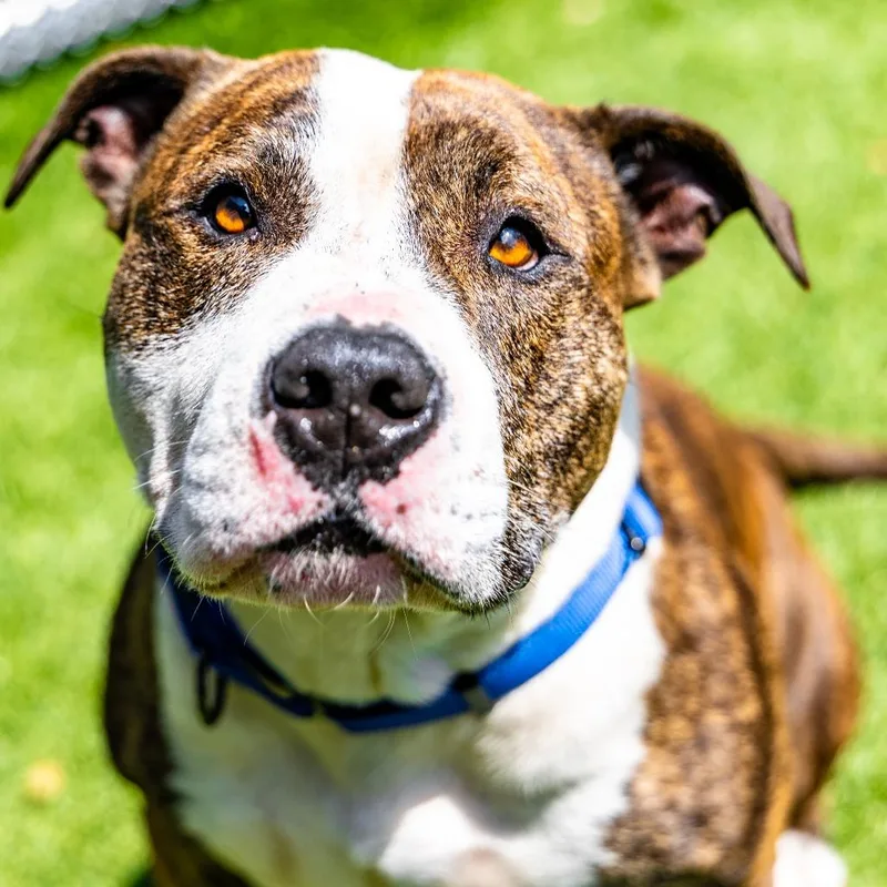 An adult large-sized male Pit Bull Terrier dog named Rey for adoption in Naperville, IL