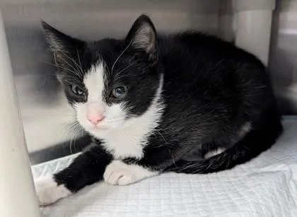 A young small-sized female Domestic Short Hair cat named Misty for adoption in Taylorsville, NC