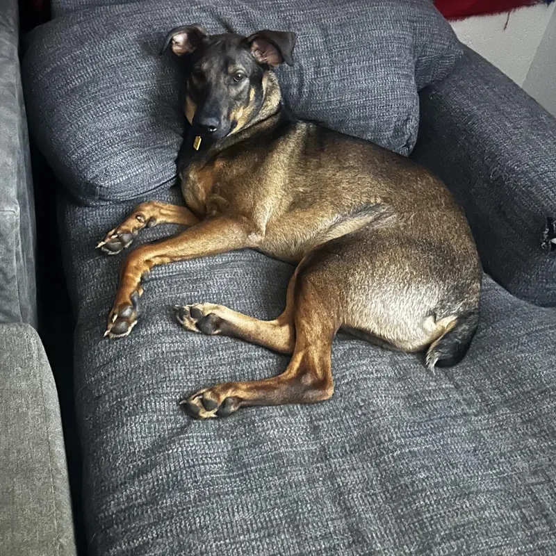 An adult small-sized male Brown / Chocolate Doberman Pinscher dog named Gunner for adoption in Lynchburg, VA