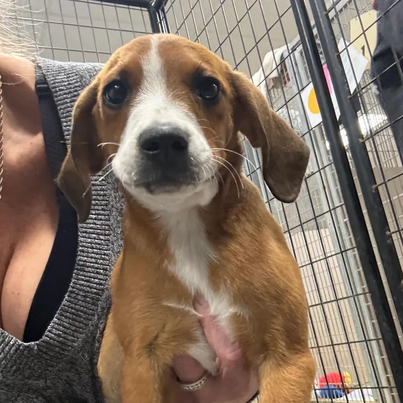 A baby medium-sized male Yellow / Tan / Blond / Fawn Beagle dog named July for adoption in Normal, IL