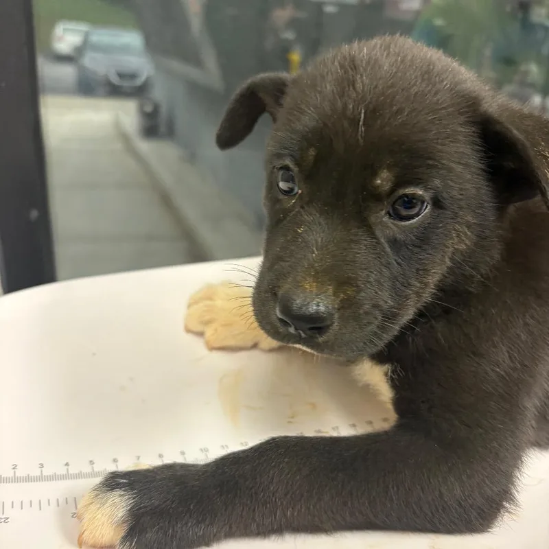 A baby small-sized female Black Mixed Breed dog named Venus for adoption in Columbiana, AL