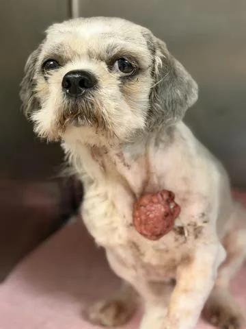 A young small-sized male Maltese dog named Squid for adoption in Riverside, CA