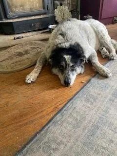 A senior large-sized male Border Collie dog named Captain for adoption in East China, MI