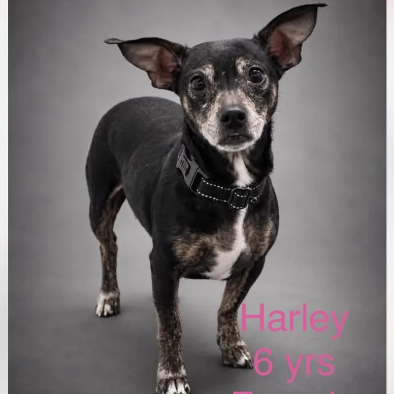 Harley