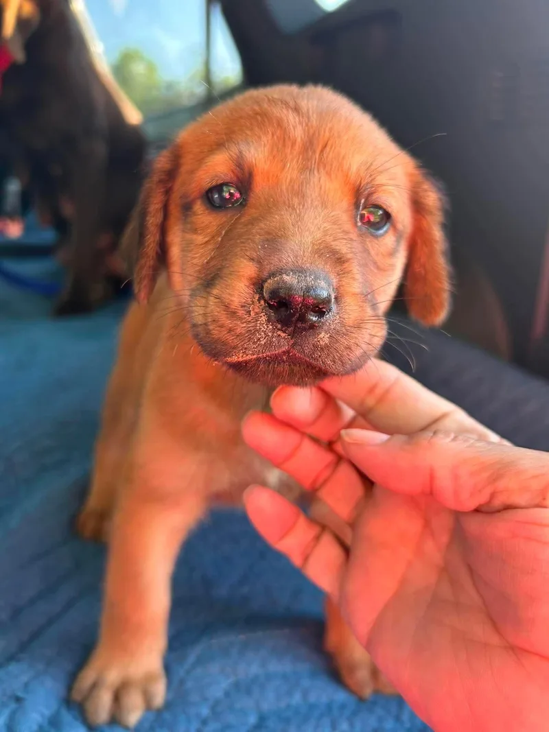 A baby large-sized female Labrador Retriever dog named Sierra Valley for adoption in Fort Worth, TX