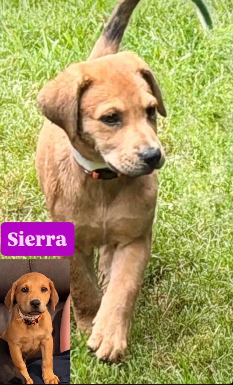 Sierra Valley thumbnail 2