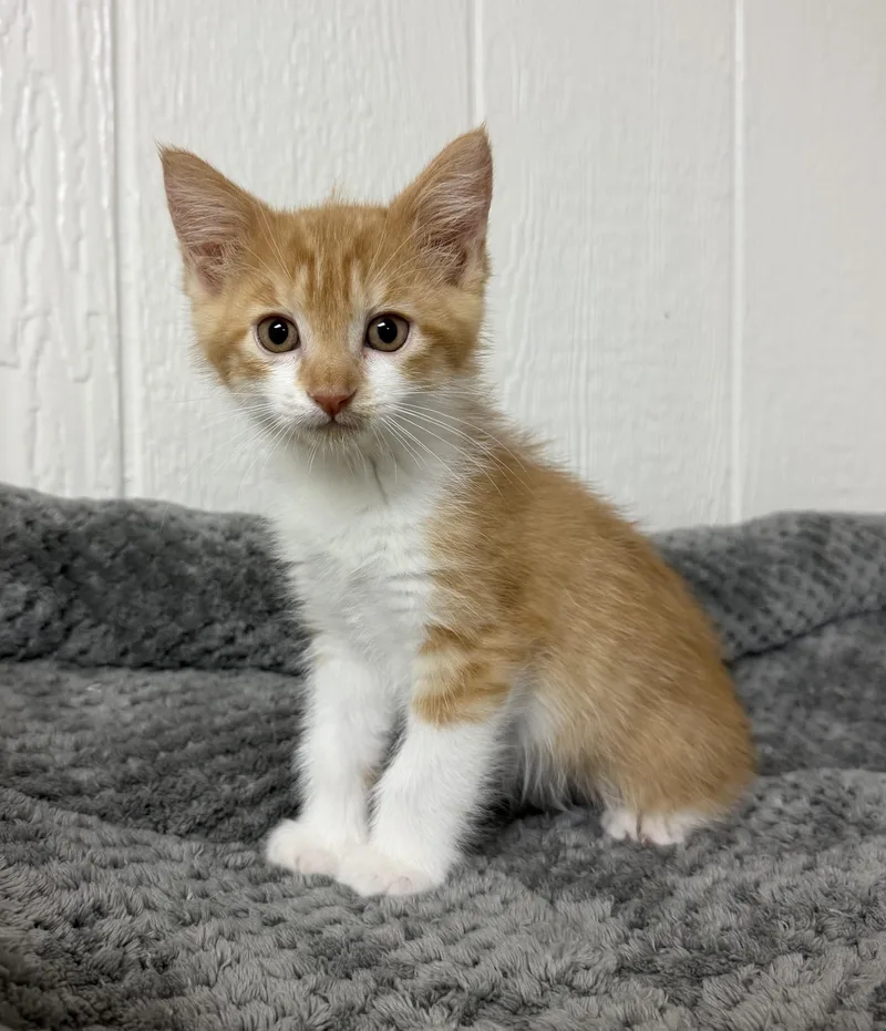 A baby medium-sized male Orange & White Domestic Short Hair cat named Peso for adoption in Victor, NY