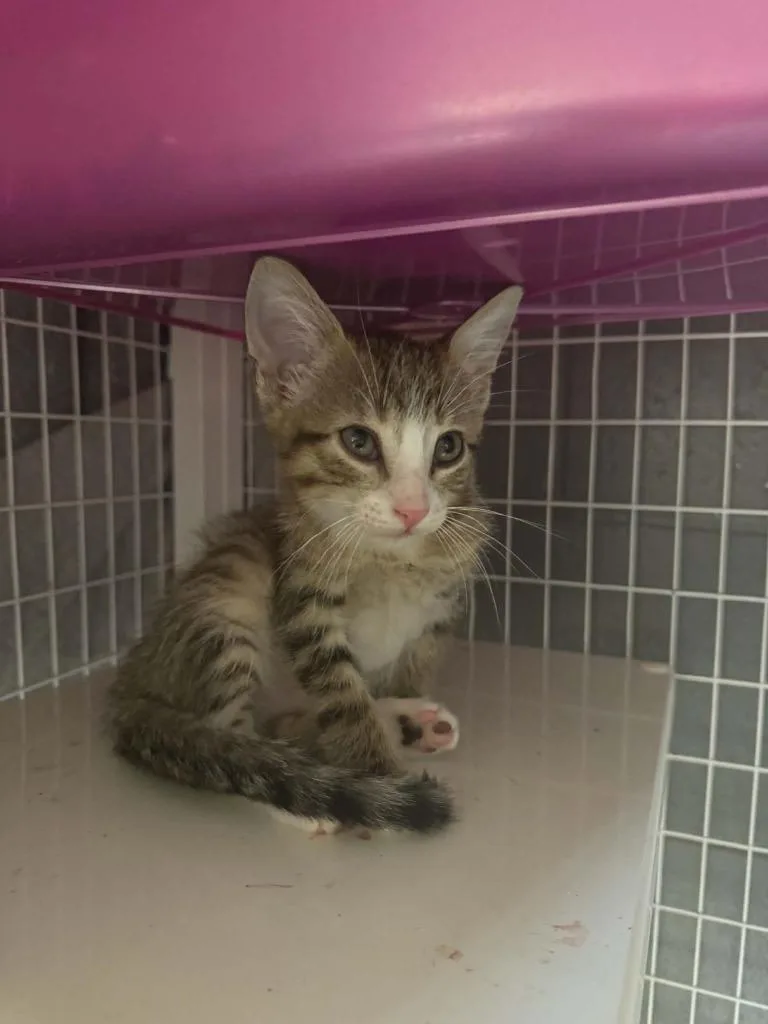A baby medium-sized male Domestic Short Hair cat named Java for adoption in Boone, IA