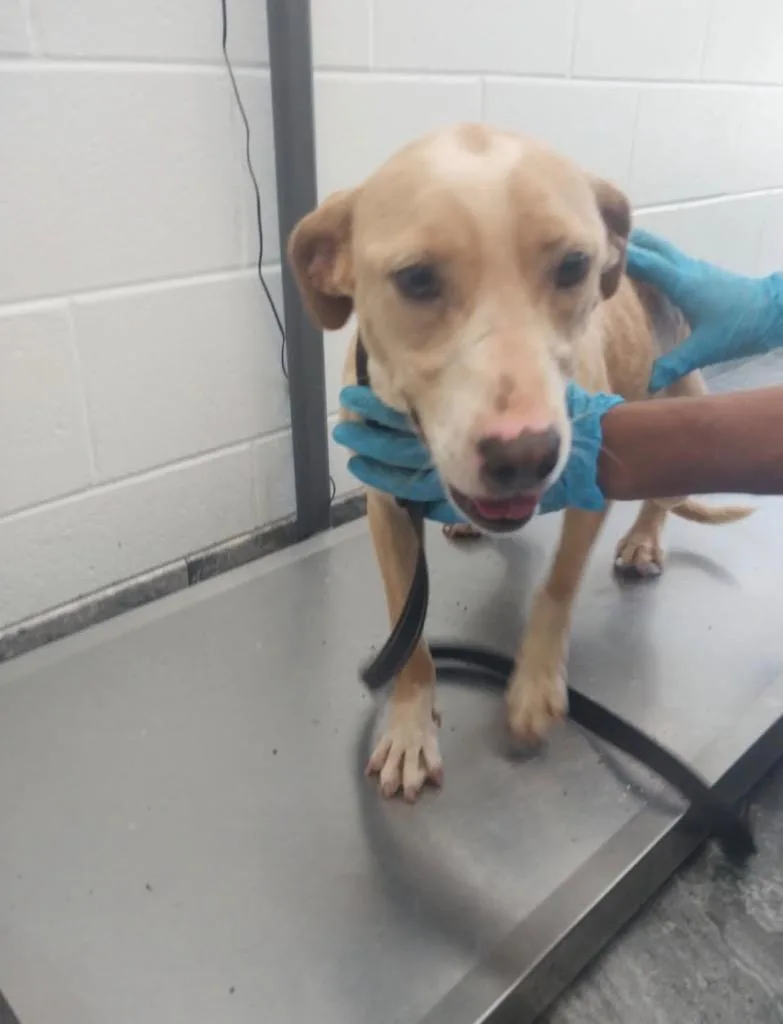 A young large-sized female Mixed Breed dog named Sakura for adoption in Oxford, NC