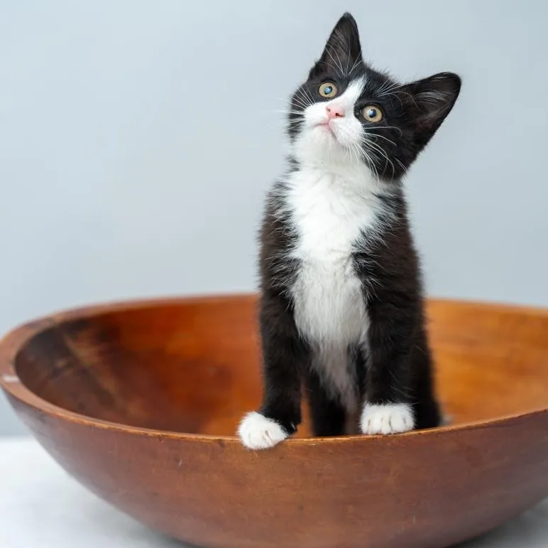 A baby medium-sized female Black & White / Tuxedo Domestic Medium Hair cat named Penny And Grace for adoption in Bethel, CT