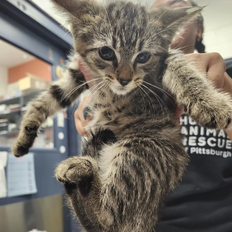 A baby small-sized male Brown / Chocolate Domestic Short Hair cat named Neeps for adoption in Pittsburgh, PA