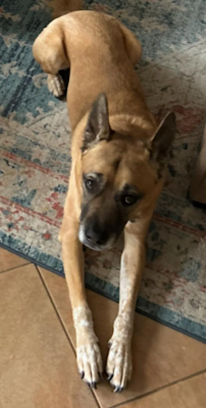 An adult medium-sized male Golden Belgian Shepherd / Malinois dog named Duke for adoption in Amherst, MA