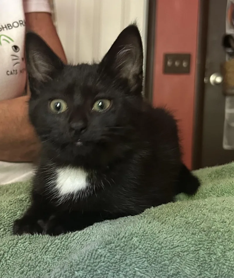 A baby medium-sized female Black Domestic Short Hair cat named Nina for adoption in Victor, NY