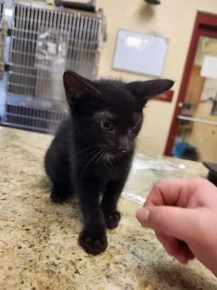 A baby small-sized male Domestic Short Hair cat named Spartacus for adoption in Independence, MO