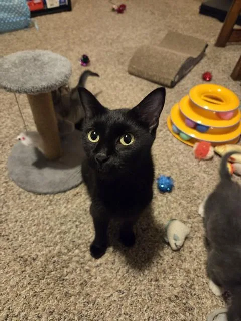 A young small-sized female Domestic Short Hair cat named Ruby for adoption in Omaha, NE