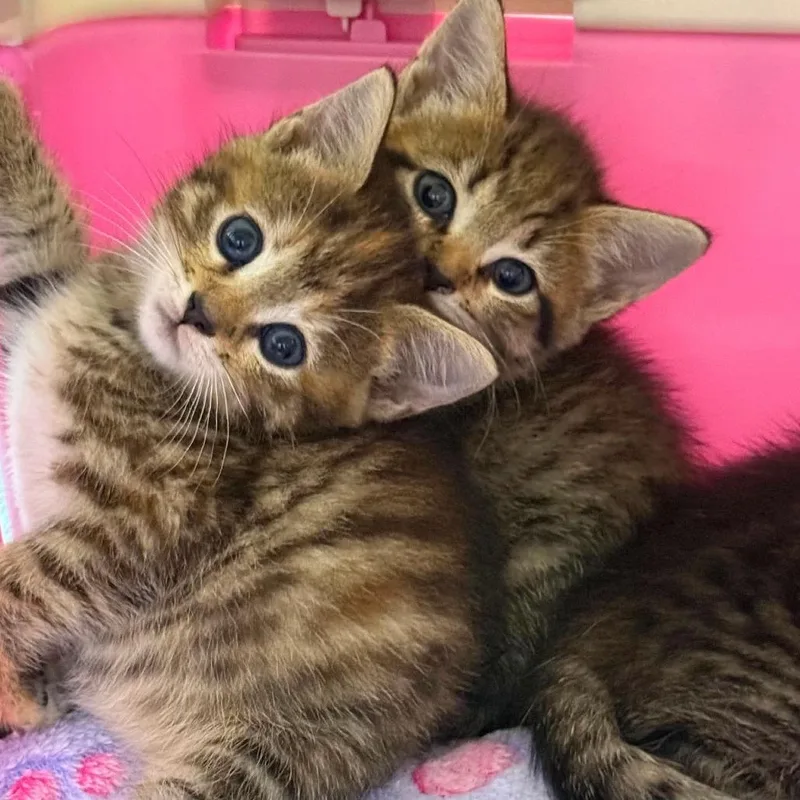 A baby small-sized female Brown / Chocolate Domestic Short Hair cat named Singer Siblings: Ariana for adoption in Washington, DC