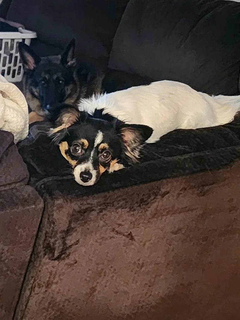 A young small-sized female Papillon dog named Cookie for adoption in Panama City, FL