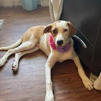 A baby large-sized female Brittany Spaniel dog named Amber for adoption in Corsicana, TX