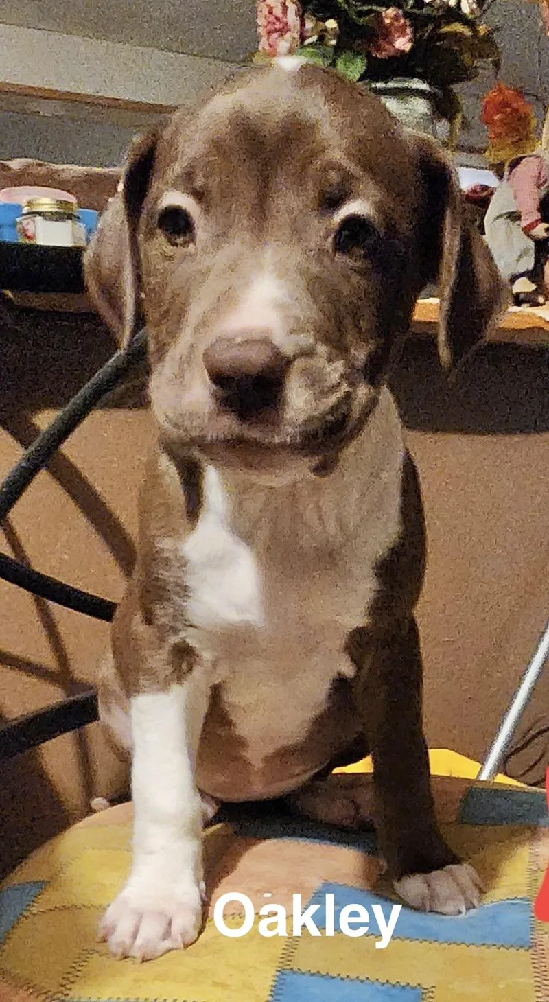 A baby medium-sized female American Staffordshire Terrier dog named Oakley for adoption in Manchester, CT