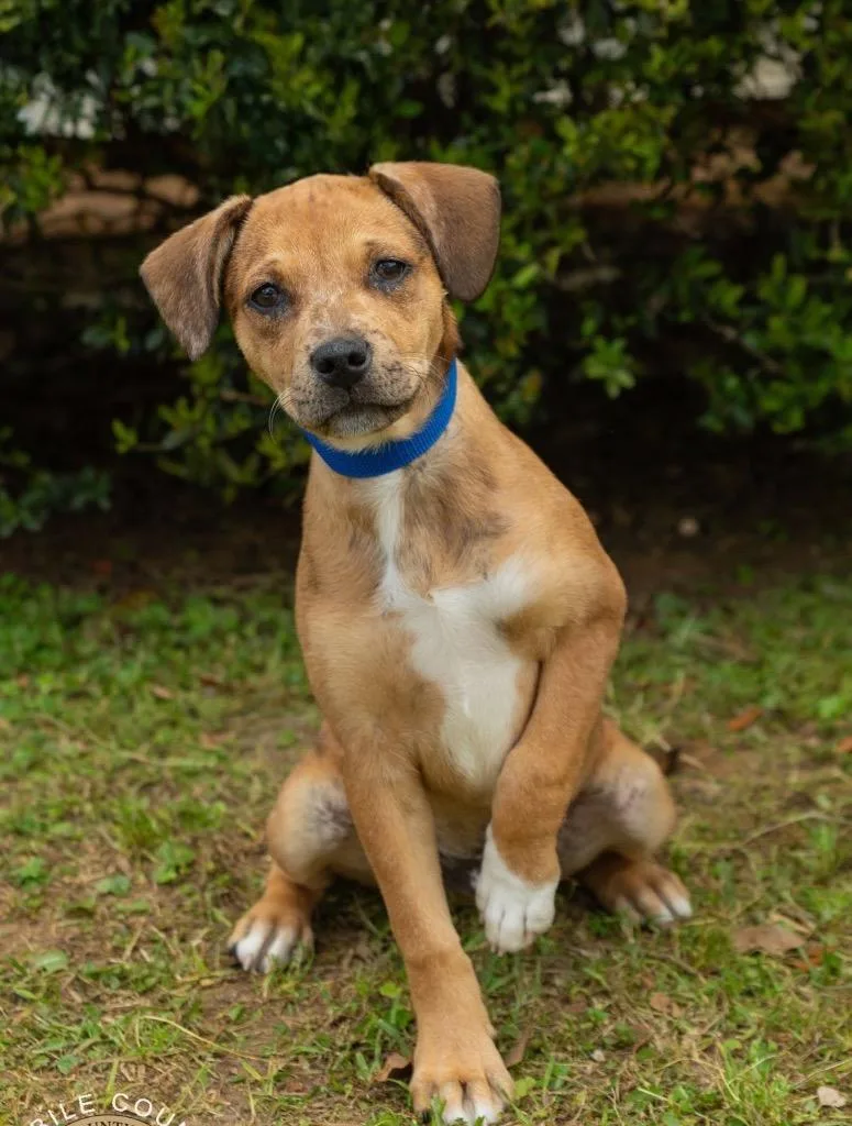 A baby extra large-sized male Catahoula Leopard Dog dog named Chase for adoption in North Syracuse, NY
