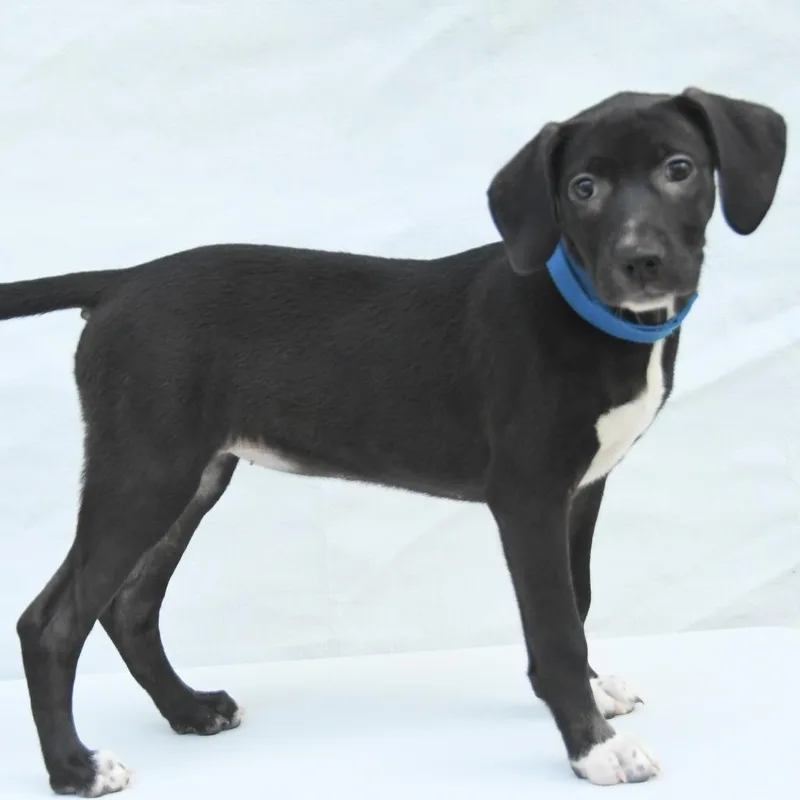 A baby medium-sized female Black Labrador Retriever dog named Kashley for adoption in South Elgin, IL