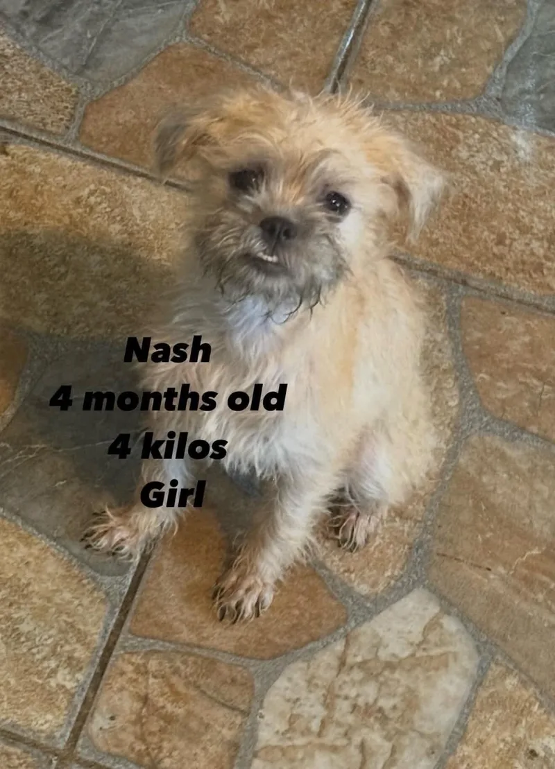 A baby small-sized female Standard Poodle dog named Nash for adoption in Windsor, CO
