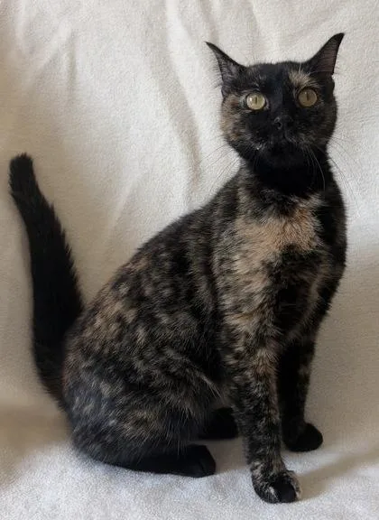 An adult small-sized female Domestic Short Hair cat named Sally for adoption in Buffalo, MN