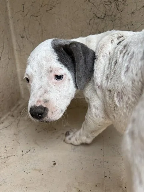 A baby small-sized female Pit Bull Terrier dog named A for adoption in Oklahoma City, OK