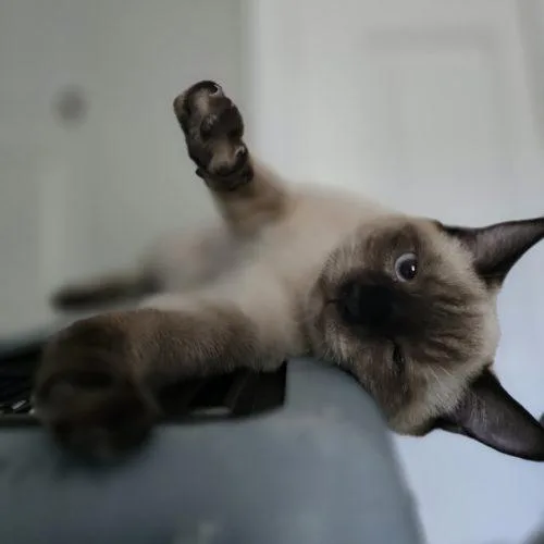 A baby small-sized female Siamese cat named That One for adoption in Knoxville, TN