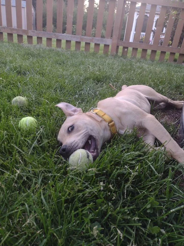 A baby medium-sized male Labrador Retriever dog named Bubba for adoption in Minneapolis, MN