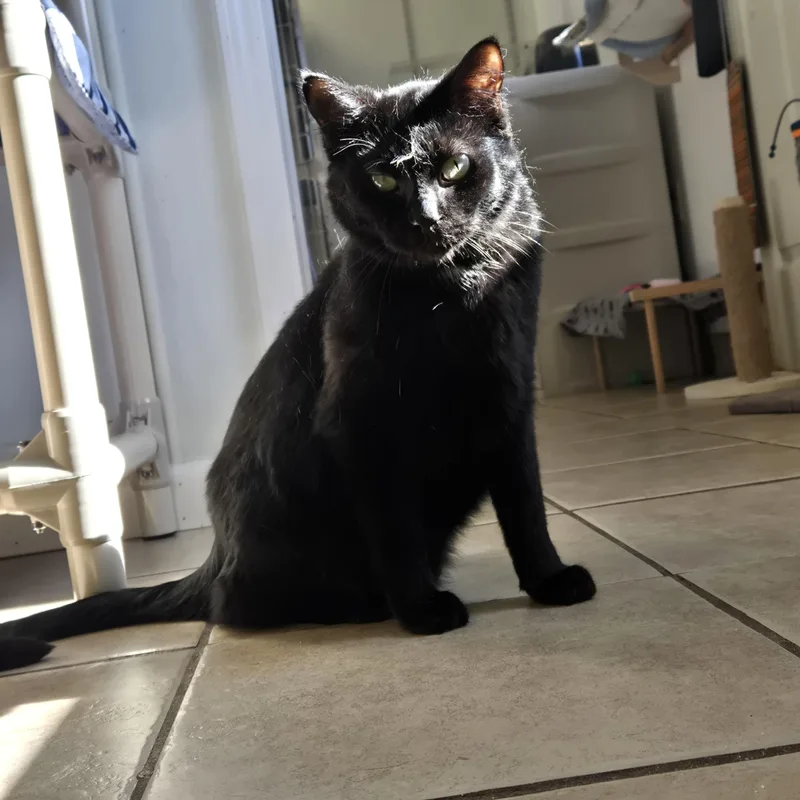 A young medium-sized male Black Domestic Short Hair cat named Baxter for adoption in West Branch, MI