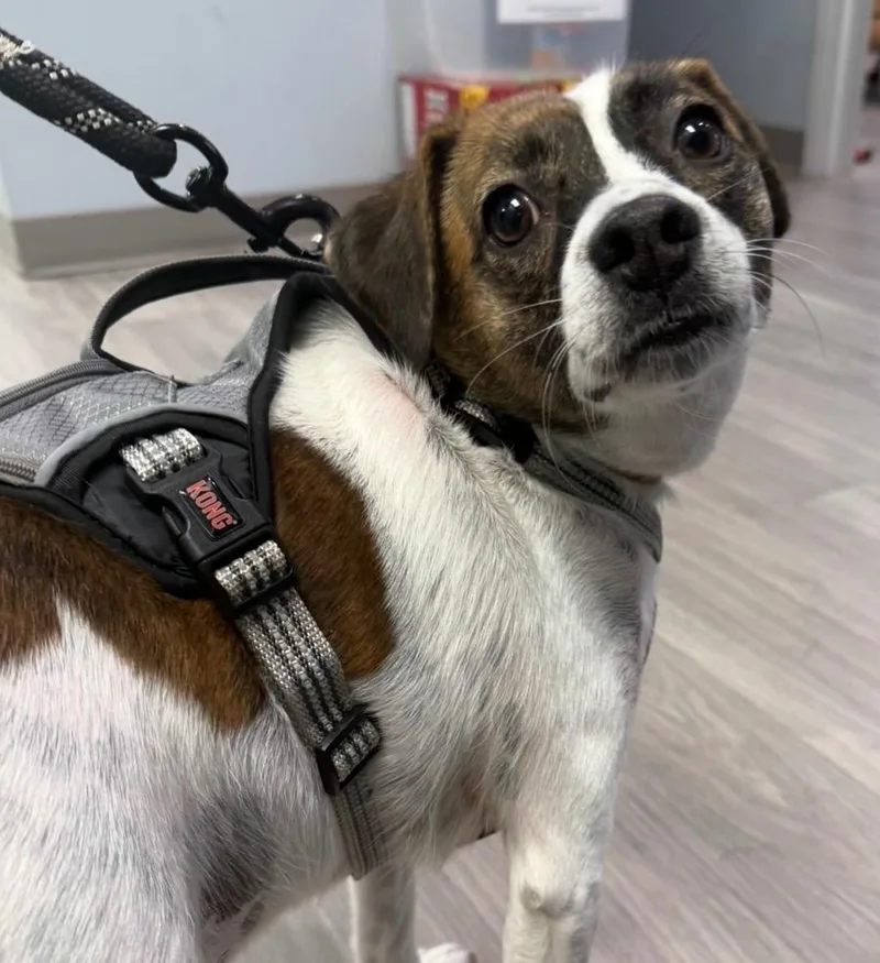 A young small-sized male Jack Russell Terrier dog named Beethoven for adoption in New Bern, NC