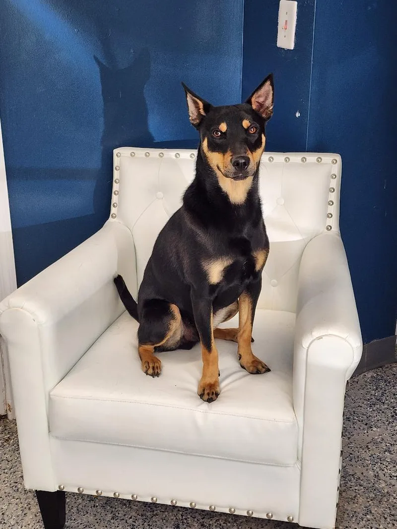 A young large-sized male Tricolor (Brown, Black, & White) German Shepherd Dog dog named Milo for adoption in Washingtonville, NY