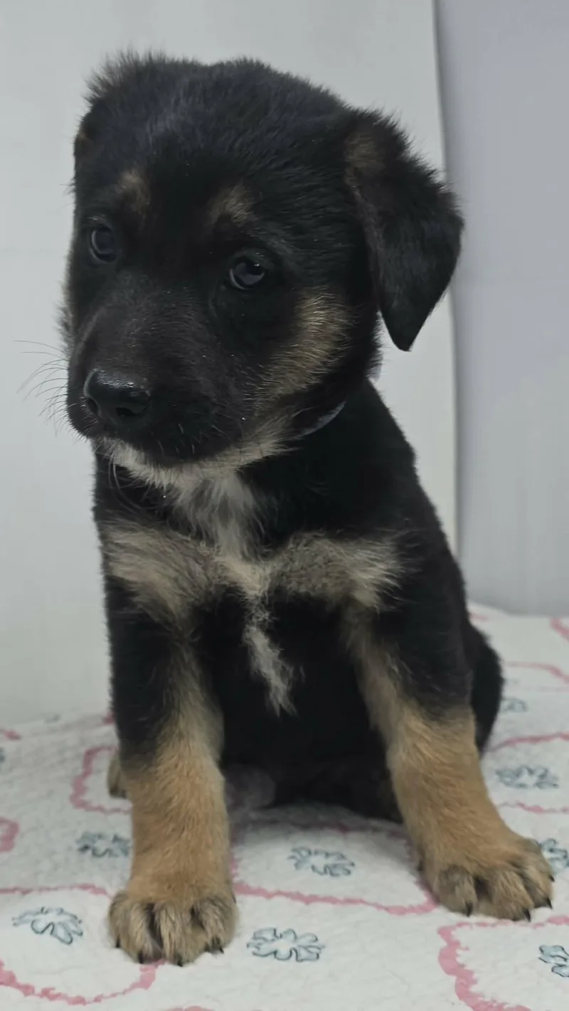 Badge Of Honor thumbnail 4