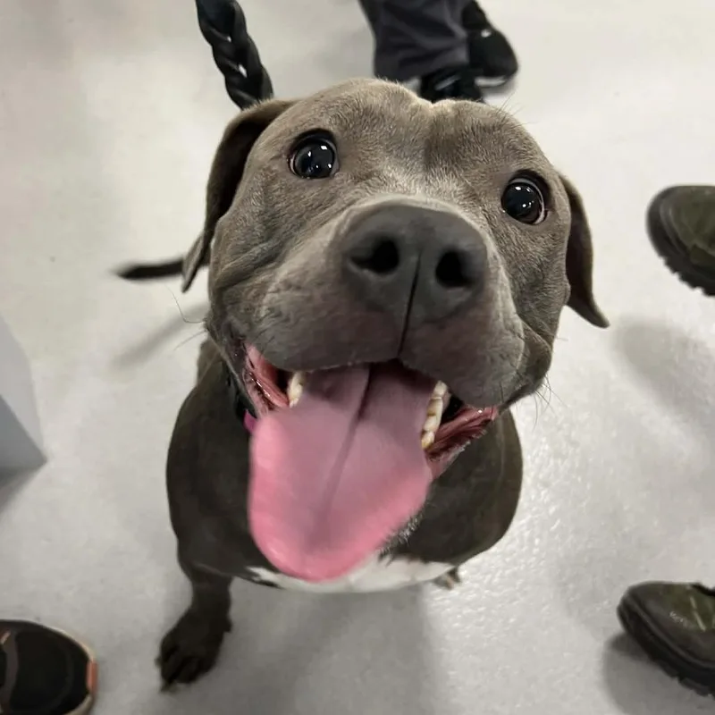 An adult large-sized female Gray / Blue / Silver Pit Bull Terrier dog named Nala for adoption in Hampton Bays, NY