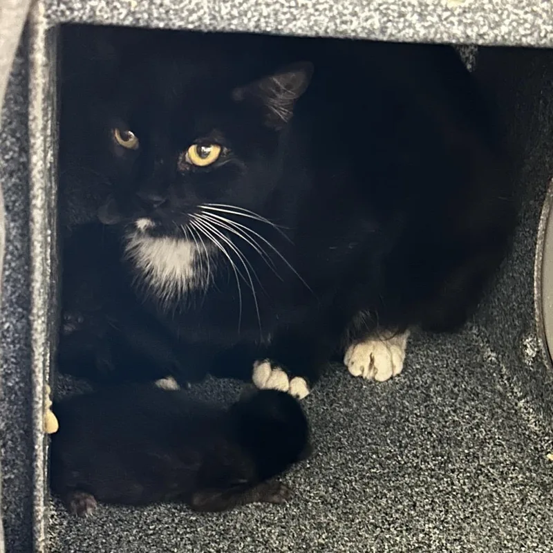 An adult medium-sized female Black Domestic Short Hair cat named Clemente for adoption in Kanab, UT