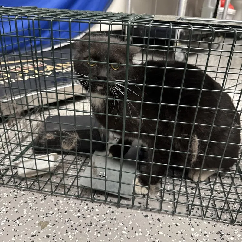 Clemente thumbnail 2