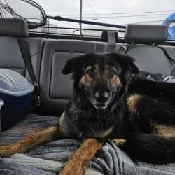 An adult medium-sized female Black Shepherd dog named Milly for adoption in Lake Jackson, TX