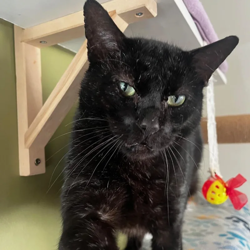 Al Gresham thumbnail 2