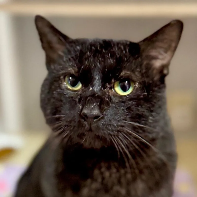 Al Gresham thumbnail 3